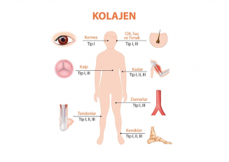 Kolajen Tipleri Nelerdir?